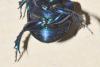 Trypocopris vernalis
